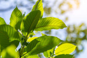 Kde koupíte kvalitní kratom?